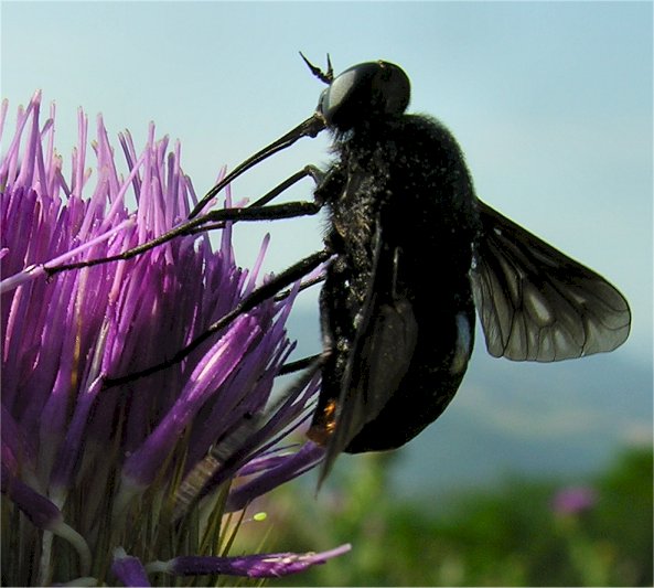 Melanopangonius haustellatus